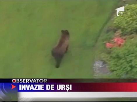 Invazie de ursi