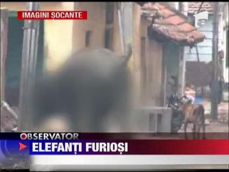 IMAGINI SOCANTE! Doi elefanti au provocat spaima pe strazi in India