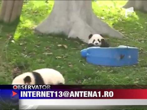 Ursi panda jucausi