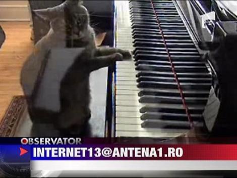 Pisica pianista