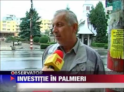Palmieri pentru someri