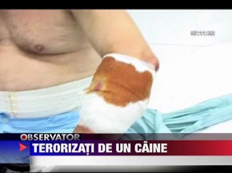 Un ciobanesc carpatin face ravagii intr-o comuna din Bistrita-Nasaud