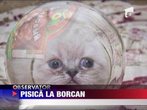 Doua pisici au devenit celebre dupa ce si-au descoperit pasiunea pentru borcane