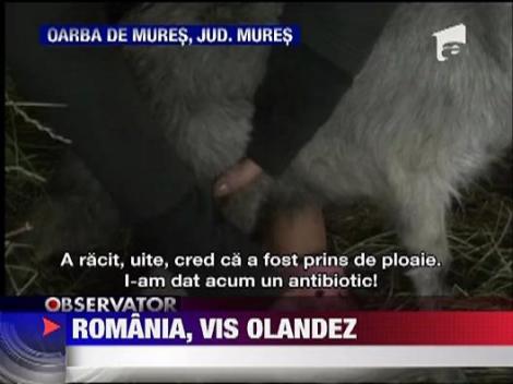 Olandezi fermieri in Romania
