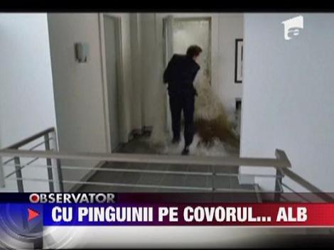 Cu pinguinii pe covorul... alb