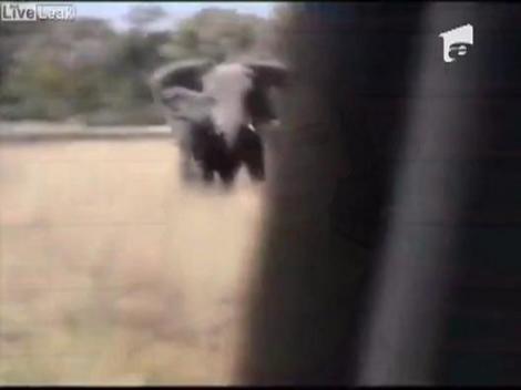 Atacati de elefanti