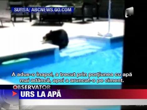 Urs in piscina din curtea casei