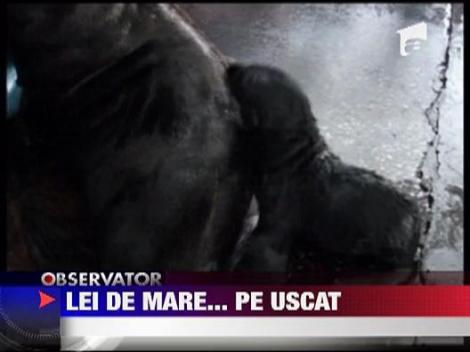 Leu de mare... pe uscat