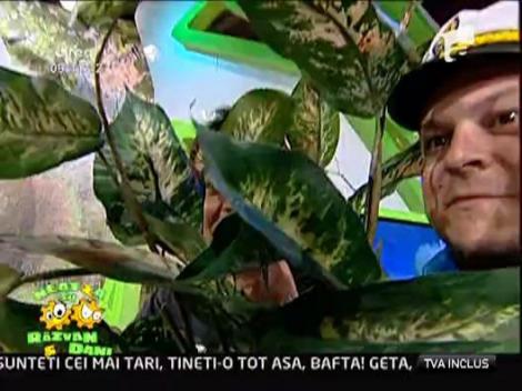 Colectia "Aurica Fazana"