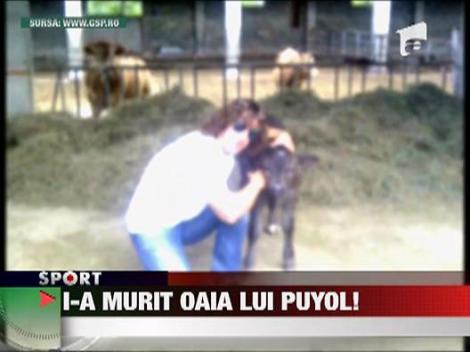Oaia preferata a lui Puyol a murit
