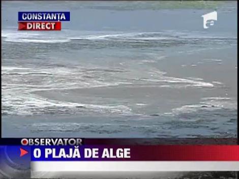 Plajele de la Mamaia, inundate de alge