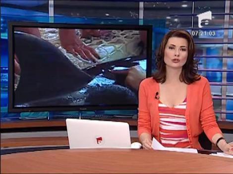 Vedetele Delfinariului din Constanta, mutati in casa noua