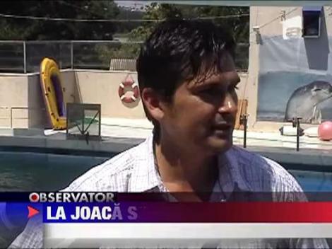Joaca de delfin sub cerul liber