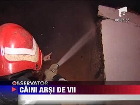 Caini arsi de vii in Capitala