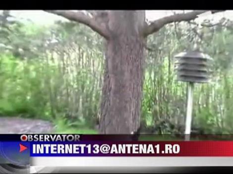 De-a cainele si veverita