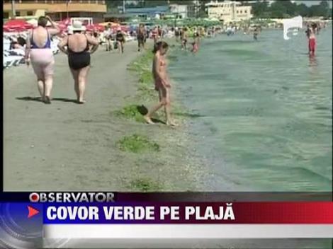 Algele invadeaza litoralul romanesc