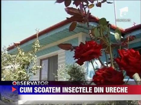 Cum scoatem insectele din ureche