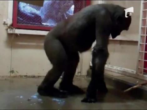 Gorila care danseaza breakdance in apa