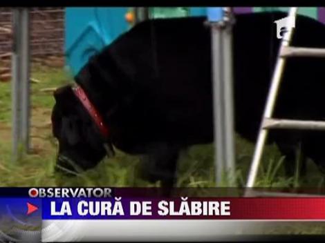 Caine la cura de slabire