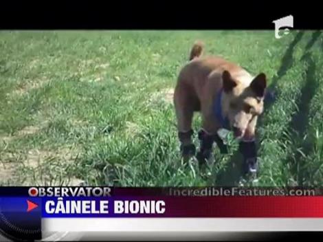 Nakio, primul caine bionic din lume