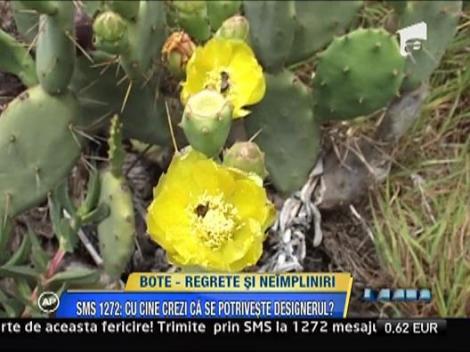 Catalin Botezatu - regrete si neimpliniri