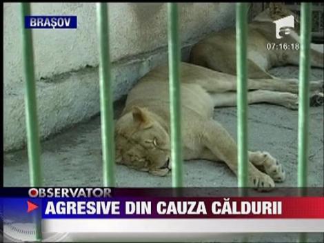 Animale agresive din cauza caldurii