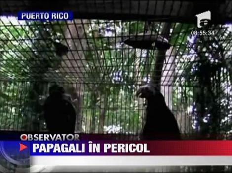Papagalii din Puerto Rico, in pericol