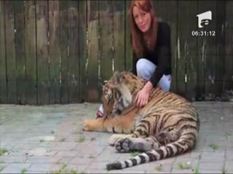 Ministru in cusca unui tigru