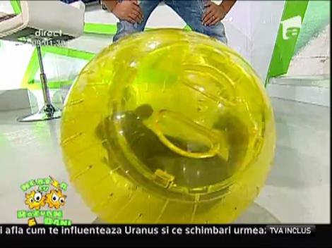 Sinsilu, animalutul bun de mascota