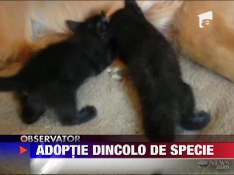 O catelusa a adoptat doi pisoi abandonati
