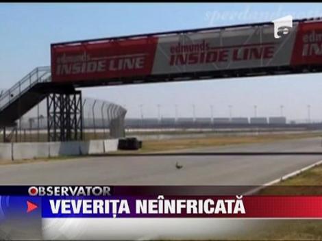 Veverita neinfricata