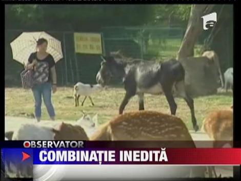 Zebra-magarul, noul locatar al unei gradini zoologice din China