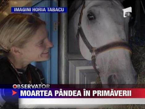 Povestea ascunsa din spatele tragediei din Primaverii