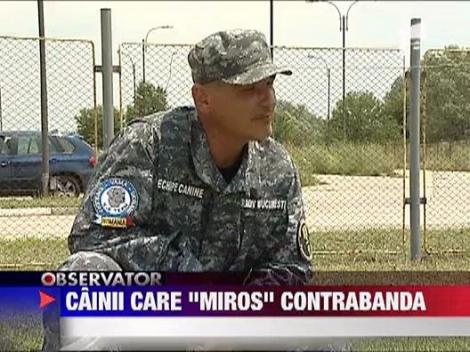 Prima promotie de caini pentru detectarea tigarilor de contrabanda