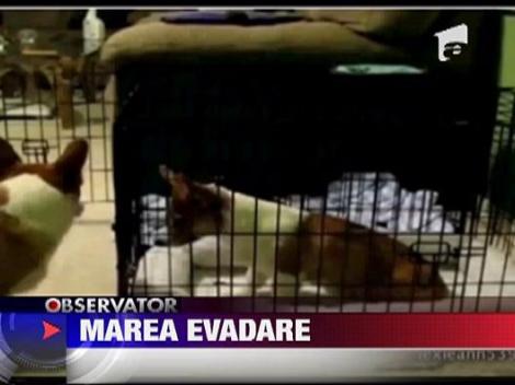 Marea evadare