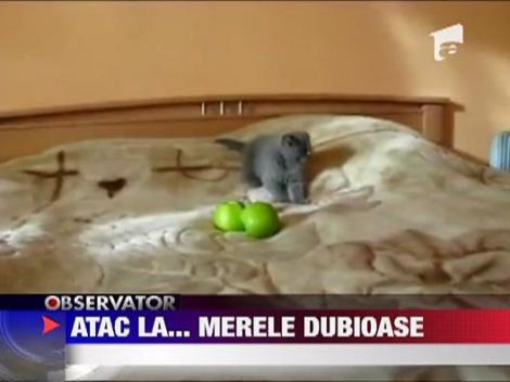 Pisica si merele diabolice