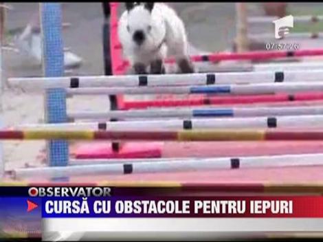 Cursa cu obstacole pentru iepuri