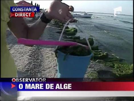 Litoralul romanesc, invadat de alge ‎