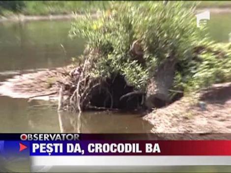 Maramures: Autoritatile cauta un crocodil pe raul Lapus