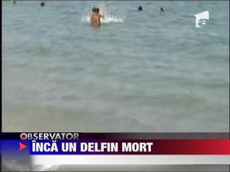 Inca un delfin a fost gasit mort in Mamaia