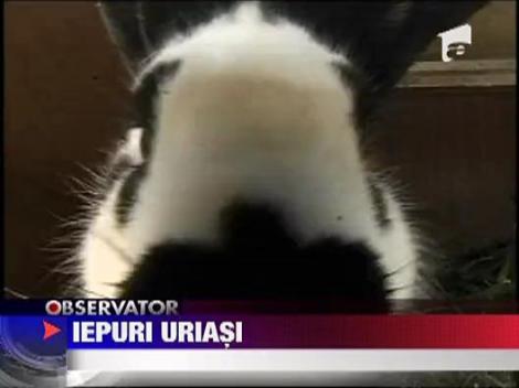 Iepuri uriasi, varianta de Romania