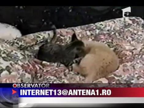 Pisica rea si cainele bleg