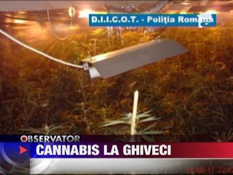 Cultivau cannabis in ghiveci