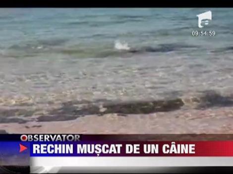 Rechin muscat de un caine!