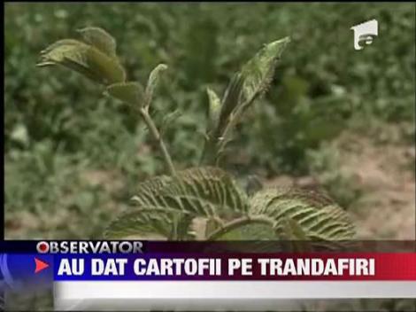 Au dat cartofii pe trandafiri