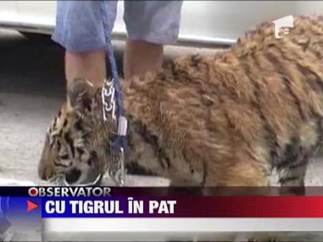 Cu tigrul in pat