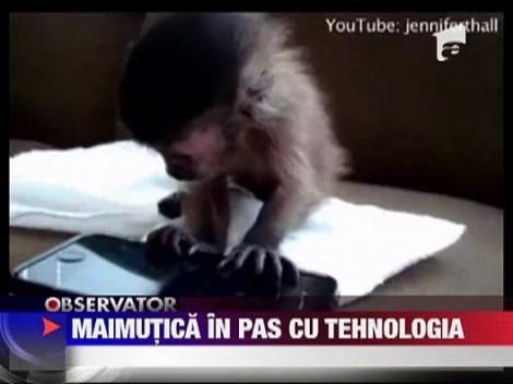 Maimutica cu telefon