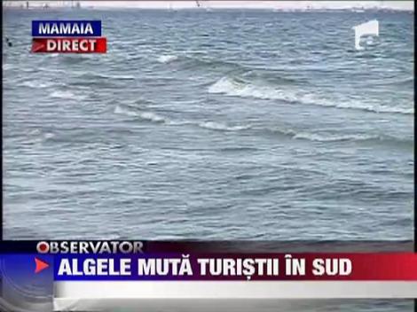 Algele muta turistii din Mamaia