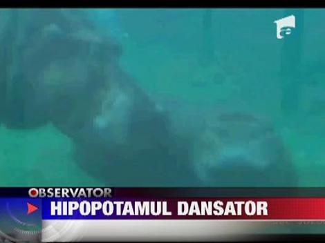 Hipopotamul dansator