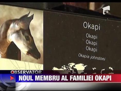 Pui de okapi nascut in captivitate